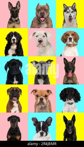 le collage de différents types de chiens se reproduit devant un fond coloré Banque D'Images