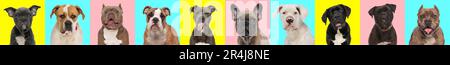 photos collage de différents types de chiens de race devant un fond bleu, rose et jaune Banque D'Images