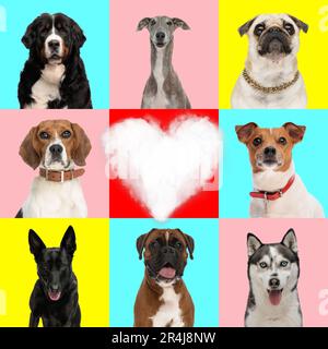 amour collage de différents types de races de chiens avec un coeur au milieu en face de fond bleu, rose et jaune Banque D'Images