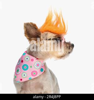 portrait de drôle de chiot yorkie avec perruque punk et lunettes de soleil regardant à côté en face de fond blanc Banque D'Images