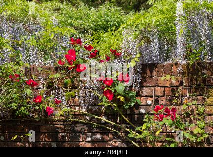 Glycine et roses rouges cultivées contre un vieux mur de briques dans le jardin West Green House à Hartley Wintney, Hampshire, Royaume-Uni Banque D'Images