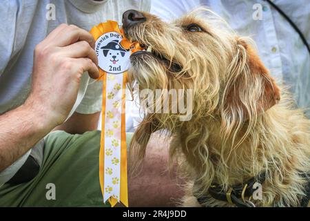 Londres, Royaume-Uni, 28th mai 2023. Koya, un Labradoodle qui remporte 2nd places dans la compétition « le chien le plus affreusement », se fait un plaisir de mâcher sur sa rosette. Le Old Royal Naval College accueille le premier spectacle de chiens de Greenwich. Les 10 catégories de spectacles incluent la queue la plus aggée, la meilleure lookeuse des propriétaires, le meilleur cooch habillé, le chien le plus affuté et le Pup le plus mignon. Les juges sont l'invité de célébrités Nina Wadia, l'influenceur Aurélie four avec corgi Marcel, Matthew Mees PDG et un looklooksoainsi Christopher Wren. Banque D'Images