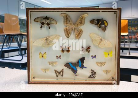Collection de papillons empaillés dans un cadre pour étudier en classe de biologie. Banque D'Images