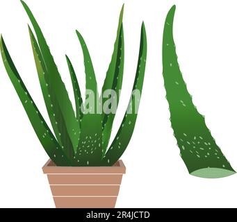 Aloevera illustration vectorielle réaliste, plante vecteur aloe vera en haut Illustration de Vecteur