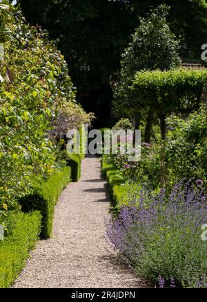 Épis de catnip à la menthe Nepeta racemosa poussant à côté d'un chemin dans un jardin à Hartley Wintney, Hampshire, Royaume-Uni. Banque D'Images