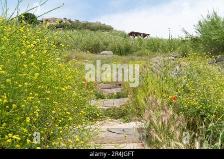 Chemin à travers une prairie pleine de fleurs sauvages jaunes sentier de randonnée aligné. mise au point sélective Banque D'Images