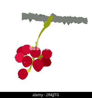 Guduchi herbes de fruits feuille de plantes vecteur Illustration Illustration de Vecteur