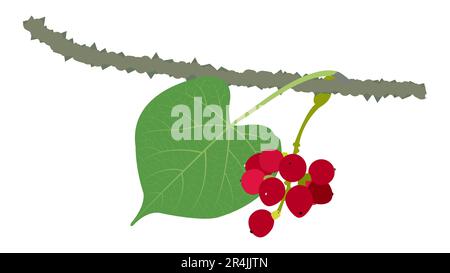 Fruit Guduchi feuille de Giloy vert organique Illustration vectorielle Illustration de Vecteur