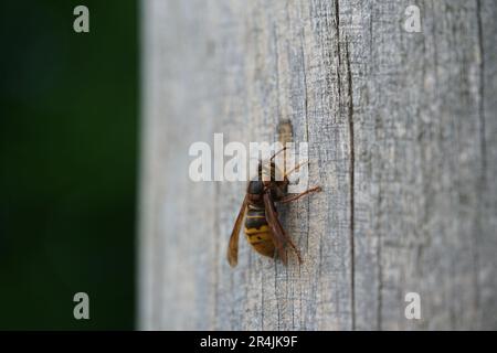 Hornisse, Un hornet sur un morceau de bois Banque D'Images