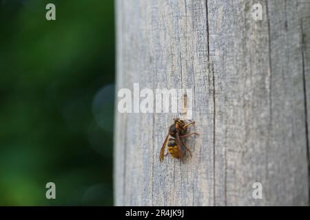Hornisse, Un hornet sur un morceau de bois Banque D'Images