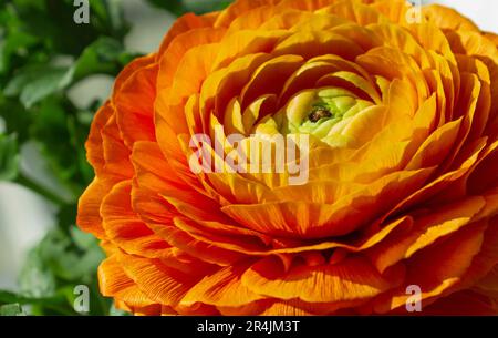 Orange Asian Buttercup macro fleur gros plan sur fond vert. Fleur de Ranunculus asiaticus orange. Famille des Ranunculaceae. Banque D'Images