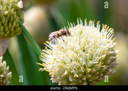 Une abeille pollinise une fleur d'oignon. Photo macro. Banque D'Images