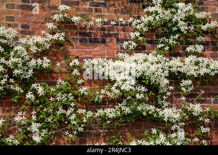 Clematis Montana wilsonii en pleine fleur contre un vieux mur de briques à RHS Bridgewater, Worsley Greater Manchester, Angleterre. Banque D'Images
