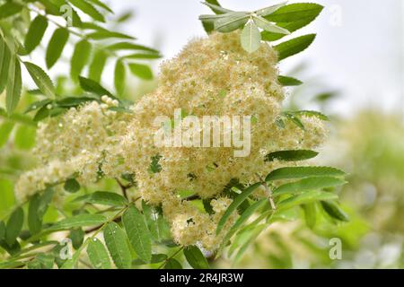 Inflorescences blanches de cendres de montagne au printemps avec des gouttes de pluie Banque D'Images