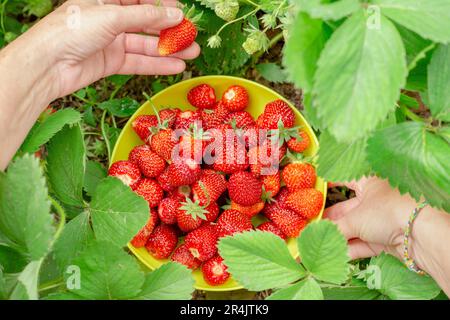 Récolte de fraises. Un bol rempli de fraises rouges mûres cueillies par une femme. Banque D'Images