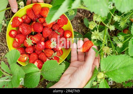 Récolte de fraises. Un bol rempli de fraises rouges mûres cueillies par une femme. Banque D'Images