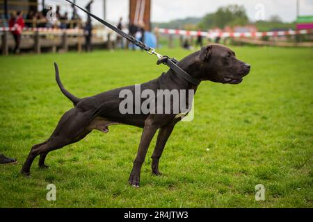 Black American Pit Bull Terrier mâle sur un spectacle de conformation ADBA Banque D'Images