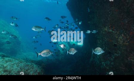 Poissons sous l'eau dans la mer Méditerranée, un peu de dorade à aiguissse avec un haut de la commune de deux bandes de la rivière de mer, scène naturelle, Espagne Banque D'Images