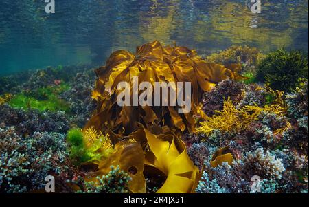 Diverses algues sous l'eau dans l'océan Atlantique avec algue de varech dorée, Laminaria ochroleuca, scène naturelle, Espagne, Galice Banque D'Images