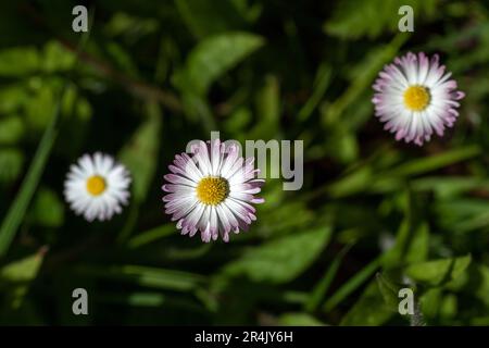 Trois fleurs de Marguerite (Bellis perennis) au soleil. Banque D'Images