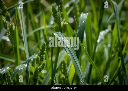 Gouttelettes de pluie sur de l'herbe humide, longue et verte. Banque D'Images