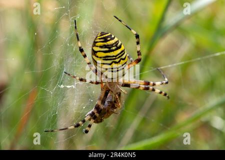 Une araignée de guêpe ( Argiope bruennichi) avec une proie. Banque D'Images