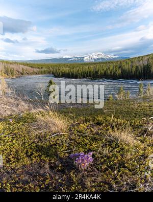 La fleur de crocus pasque du Yukon fleurit au printemps dans le nord du Canada. Entouré de verdure en mai et offrant une vue sur la montagne enneigée. Banque D'Images