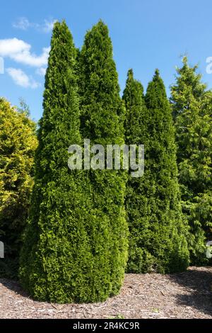 Arbre Thuja, Thuja occidentalis 'Smaragd', Vert, Columnar, debout, Arbre, Thuja 'Smaragd' Banque D'Images