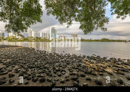 Bâtiments du centre-ville de Sarasota vus de l'autre côté de la baie de Sarasota à travers les arbres et les rochers le long du rivage et les reflets sur l'eau Banque D'Images