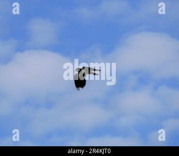 Low angle view of bird flying against sky Banque D'Images