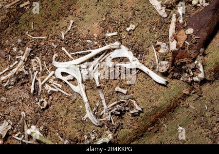 Owl Pellet Boneyard sur le plancher de la vieille salle Topaz. Banque D'Images