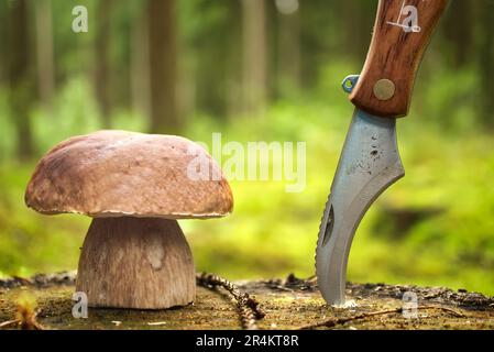 Les champignons de la famille des Boletaceae, communément appelés penny BUN ou cep et couteau avec lame courbée reposant sur une souche en bois, la scène capture na Banque D'Images