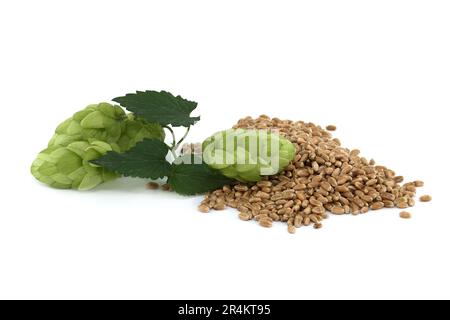Branche de cônes de houblon vert avec des feuilles et des graines de blé isolées sur fond blanc Banque D'Images
