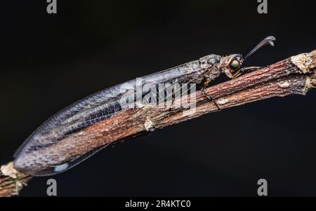 Gros plan d'un lion (Myrmeleontidae) perché sur une branche sur fond de nature, foyer sélectif, photo d'insecte en Thaïlande. Banque D'Images