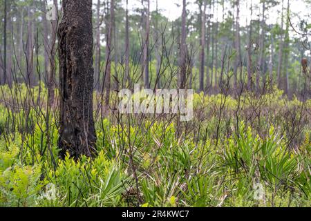 Paysage de Floride au parc national Paynes Prairie Preserve à Micanopy, Floride. (ÉTATS-UNIS) Banque D'Images