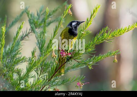 honeyeater à joues blanches (Lichenostomus leucotis) perchée dans un arbuste de grevillea Banque D'Images