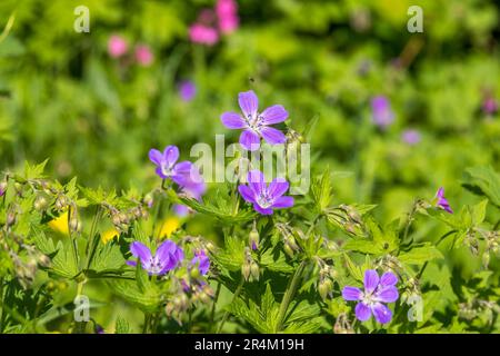 Fleurs de crâne en bois sur un pré d'été Banque D'Images