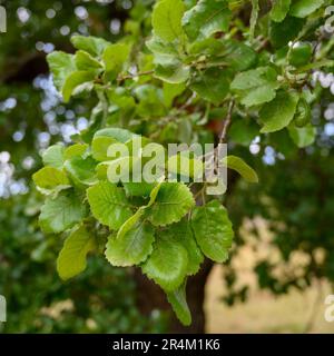 Le Quercus ithaburensis, le chêne du mont Tabor, est un arbre de la famille des hêtres. Photographié dans la vallée de Jezreel, en Israël, en mai Banque D'Images