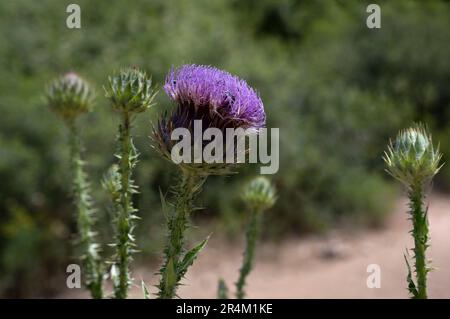 Cirsium est un genre de plantes à fleurs vivaces et biennaux des Asteraceae, un de plusieurs genres connus communément sous le nom de thistles. Ils sont plus preci Banque D'Images
