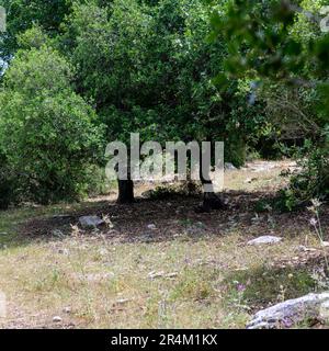 Le Quercus ithaburensis, le chêne du mont Tabor, est un arbre de la famille des hêtres. Photographié dans la vallée de Jezreel, en Israël, en mai Banque D'Images