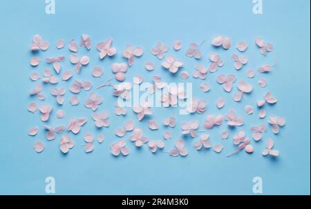 Composition Flat Lay avec de belles fleurs hortensia sur fond bleu clair Banque D'Images