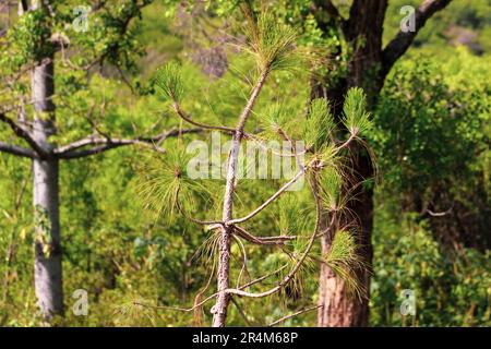 arbre dans la forêt de verdure Banque D'Images