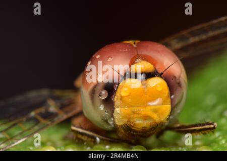 photo macro détaillée d'une libellule Banque D'Images