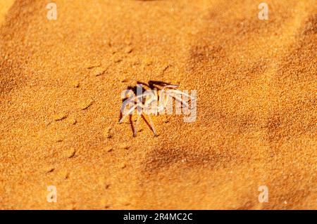 Une araignée blanche dansante - Leucorchesris Arenicola - rampant au-dessus des sables rouges du désert namibien près de Cha-RE. Banque D'Images