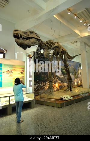 Une femme visiteur porte attention à la reconstruction d'un Tyrannosaurus rex au Musée Geologi (Musée de géologie) à Bandung, Java Ouest, Indonésie. Banque D'Images