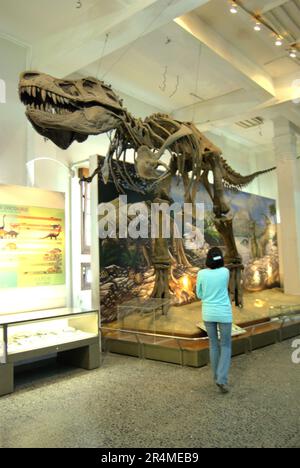 Une femme visiteur porte attention à la reconstruction d'un Tyrannosaurus rex au Musée Geologi (Musée de géologie) à Bandung, Java Ouest, Indonésie. Banque D'Images