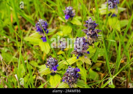 Ajuga pyramidalis fleur sauvage pourpre au champ Banque D'Images