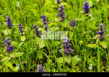 Ajuga pyramidalis fleur sauvage pourpre au champ Banque D'Images