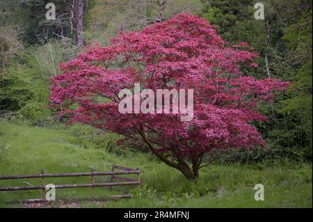 Érable de Norvège avec feuilles rouges dans la forêt à côté de la porte en bois Banque D'Images