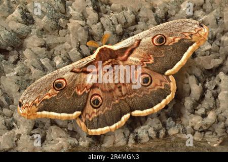 Moth Emperor - Saturnia Pavonia sur des rochers Banque D'Images